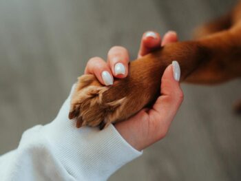 Dog Giving A Woman His Paw | Cape Canine Academy | Cape Cod, MA