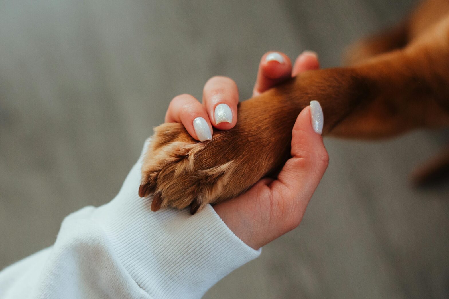 Dog Giving A Woman His Paw | Cape Canine Academy | Cape Cod, MA