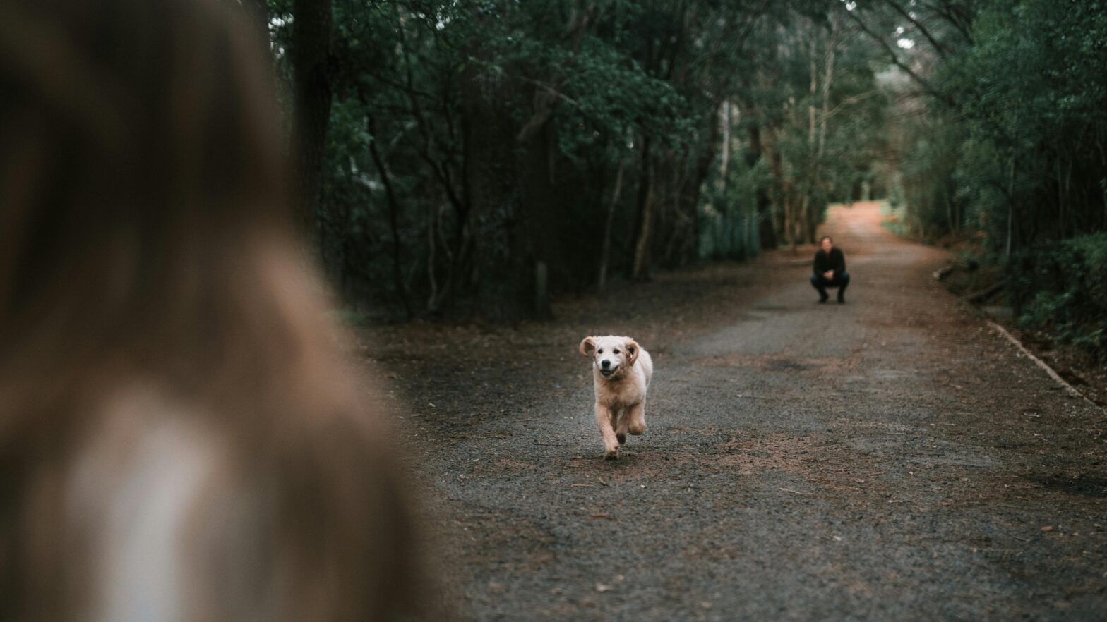 A dog learning how to come when called