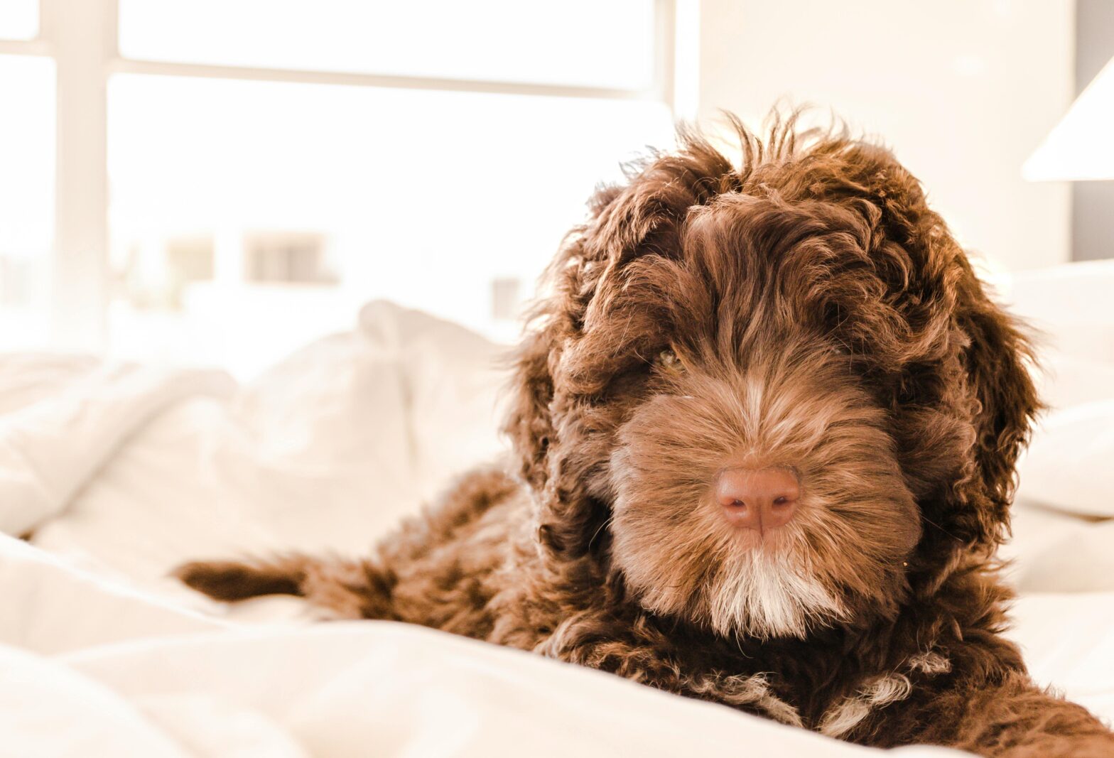 Puppy on a bed