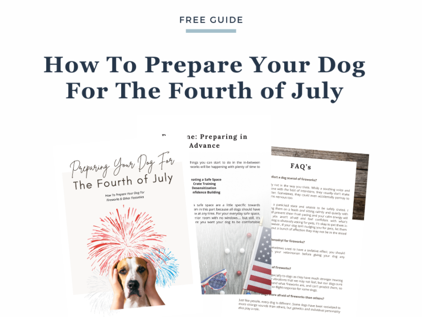 Dog Training Dog Behaviorist Cape Cod Dog Trainer