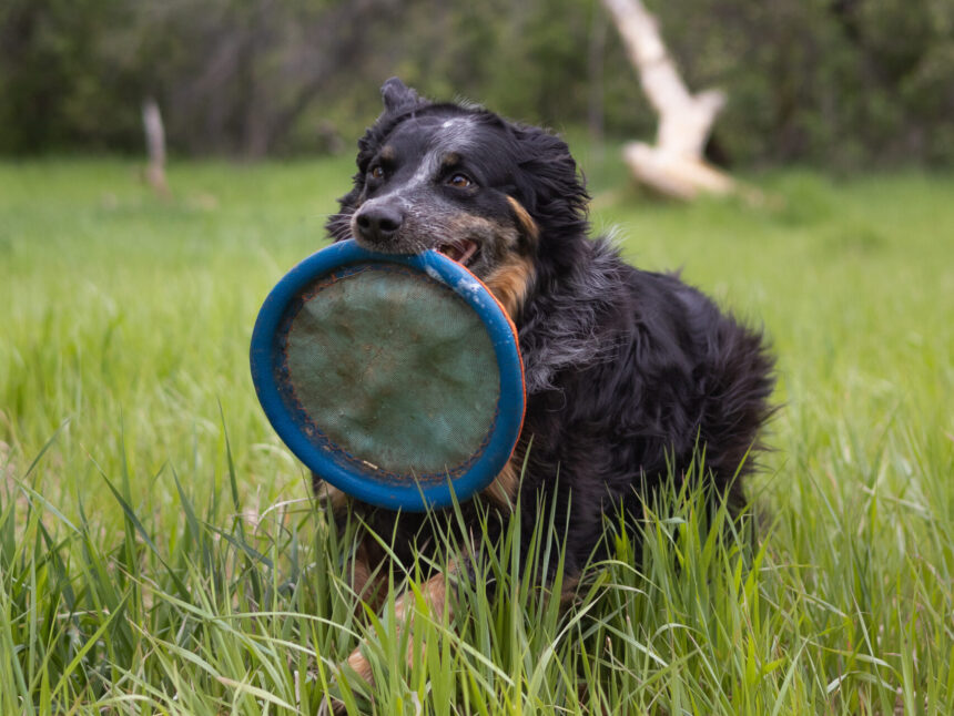 Dog Training Dog Behaviorist Cape Cod