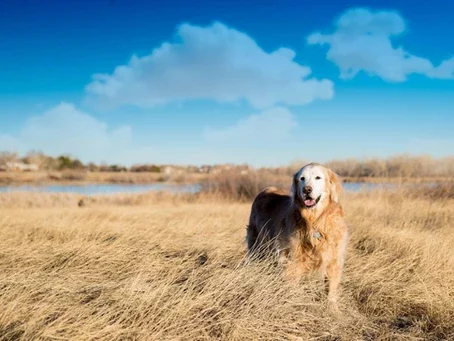 I want store a golden retriever